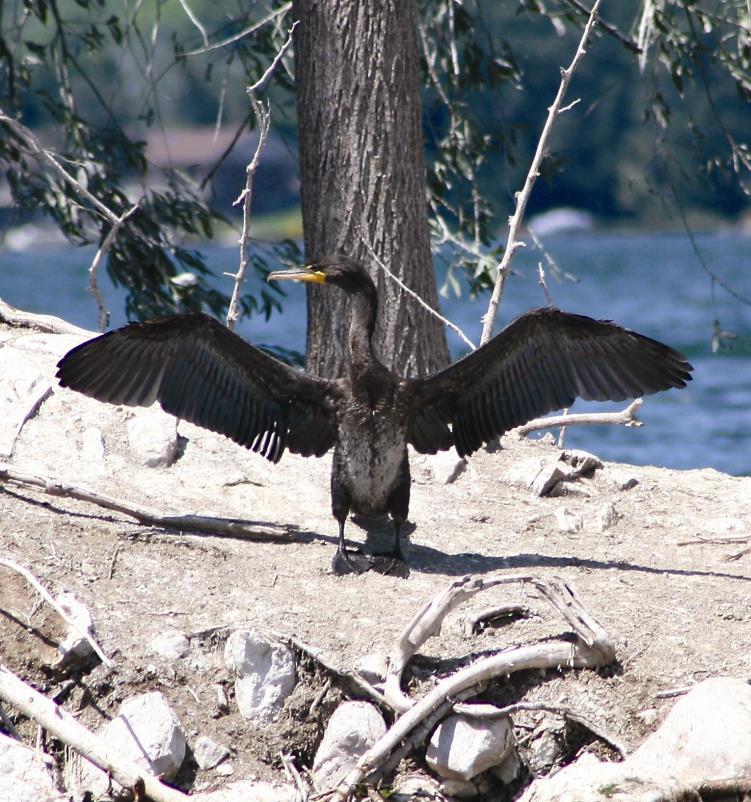 Double-crested Cormorant (Phalacrocorax auritus) Fish eating migratory bird Colonize all of the Great Lakes Rapid range expansion and