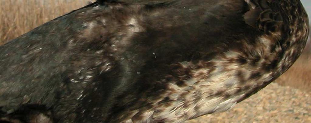 Cormorant. 2nd year autumn: flank pattern (). Cormorant.