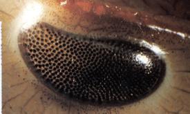 Hopkins Sept. 23, 2011 Limulus Limulus eye: a filter cascade.