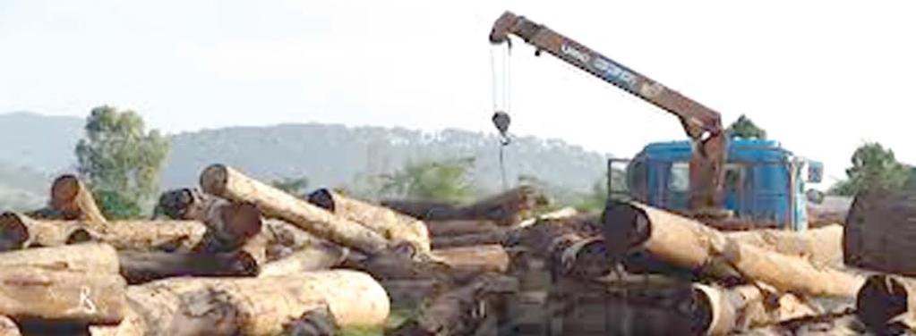 TIN TỨC NEWS Xuất khẩu gỗ của Việt Nam dự kiến tăng 12 % trong năm nay khảo sát tính hợp pháp - sản phẩm nào là sản phẩm gỗ pháp định Theo Hiệp hội Gỗ và Lâm sản Việt Nam, dự kiến giá trị xuất khẩu