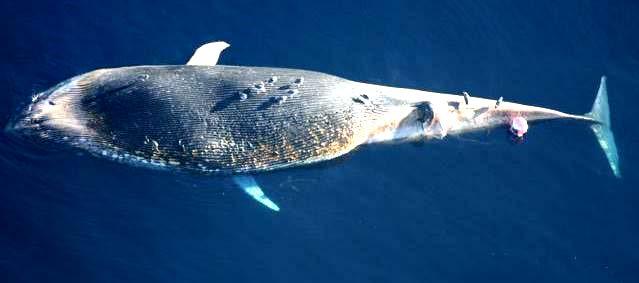 17 Nov 2008: Dead Blue Whale Contacted NMFS & Janigers