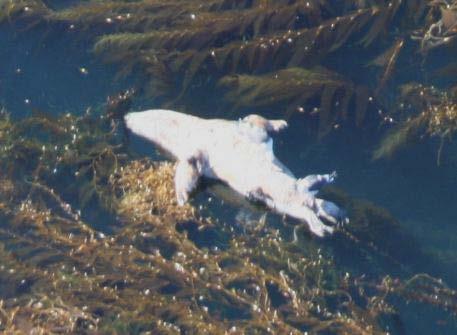 San Clemente Island: Shoreline Stranding Surveys Many pinnipeds, mostly