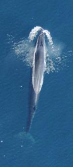 SOCAL Preliminary Results: Largest most recent data # Sighting highest of all Navy ranges Abundance some species 10 Cuvier s beaked whales KEY species of concern 5 photographed, photo-id?