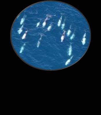 possible sonar disturbances Better understand Risso s dolphin behavior and