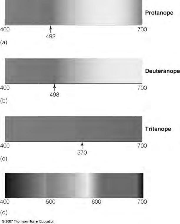 Dichromacy: Tritanopia Missing S cone.002% of males &.