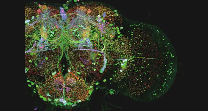 Images are courtesy of the following institutions: Dopaminergic neural circuits of the fruit fly Drosophila brain (adult female).