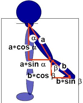 The Problem of Body Movements Modeling Motions Which angles are useful?