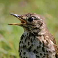 Song thrush Has a rich song, marked by repeated phrases.