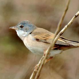 Seen Seen Whitethroat Comes to the UK to breed in summer.