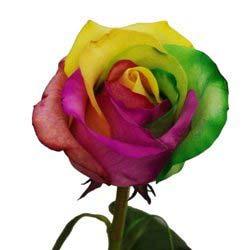 The History of Rainbow Roses These psychedelic looking rainbow roses are real roses, whether you believe it or not!