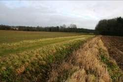 (normally closer to rivers source) Arable sites with some tall margins 3.