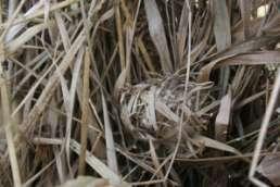Small mammal diversity was also found to be higher in pellet samples where harvest mice were present (figure 6) showing that the harvest mouse may be a good indicator species for the health of the