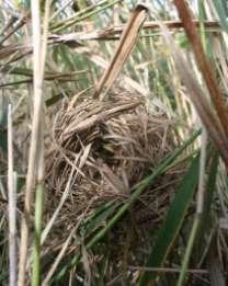 8 Suffolk s Harvest Mice in Focus Site visits All sites were visited across a two year period from October through to March when harvest mouse nests are at their easiest to find.
