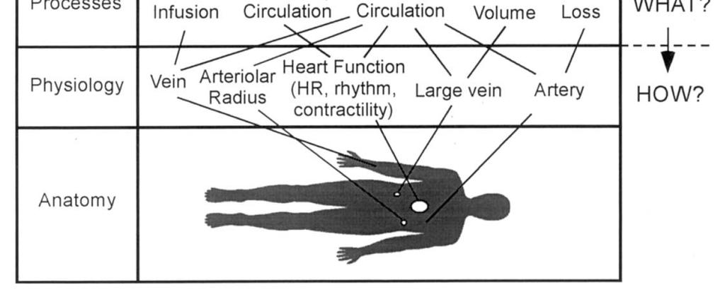 Slide 3 14: Partial abstraction of the cardiovascular