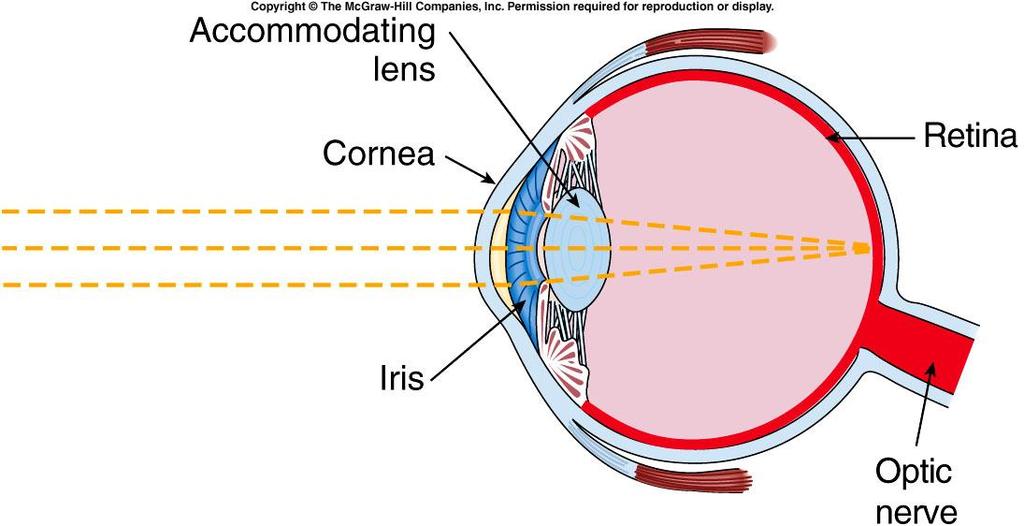 How do our eyes distinguish color? Light is focused by the cornea and lens onto the retina.