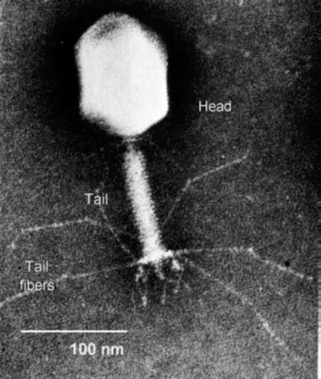 electron microscope in 1931 (Nobel Prize to Ruska in 1986) T4 Bacteriophage