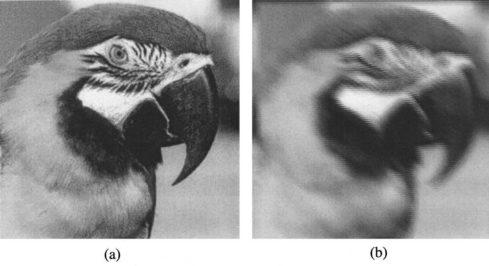 Fig. 3 (a) An original Parrot image. (b) The degraded interlaced image with blur and field displacement resulted from motion during and between successive exposures.