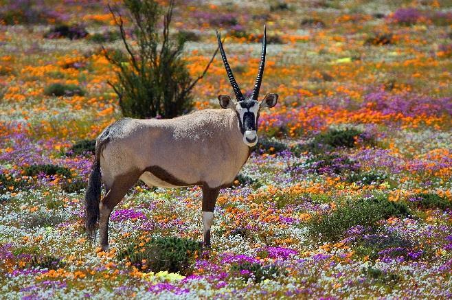 Bontebok, Springbok & Eland in the West Coast National Park. Extend your holiday with time in Cape Town.