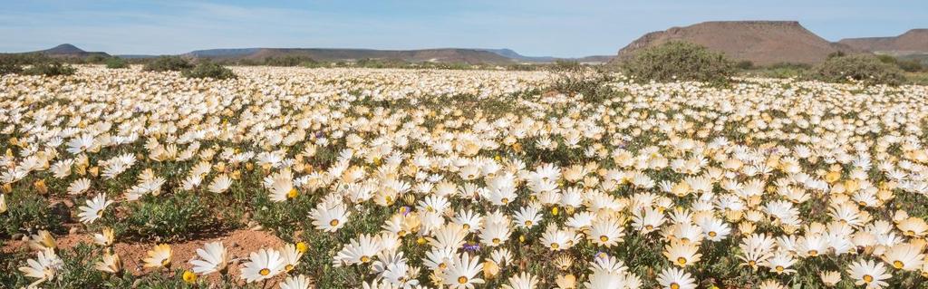 Wild Flowers of the Cape & Namaqualand Tour Itinerary Introduction Every September, as the UK begins its inevitable slide towards winter, 9,500 kilometres to the south the mountains, deserts and