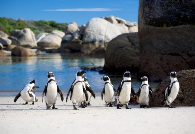 Tour Itinerary Wild Flowers of the Cape & Namaqualand northern Cape Peninsula.