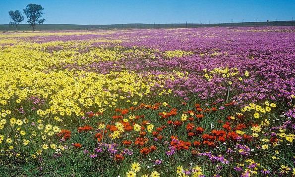 Tour Itinerary Wild Flowers of the Cape & Namaqualand section of the park is only open from August through September when the flowers are at their best.