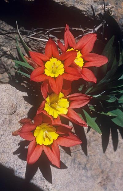The meadows are rocky hills are painted in the yellows, whites, reds and purples of a wide variety of daisies and other flowers including Gazania krebsiana, Dimorphotheca pluvialis (Cape Rain Daisy),