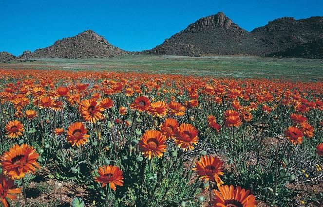 Wild Flowers of the Cape & Namaqualand Tour Itinerary Day 8-10 Namaqua National Park & Springbok From Nieuwoudtville we move north to Kamieskroon in the Namaqualand region, well known for its carpets