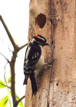 Downy Woodpeckers Downies drill into soft, dead wood in a tree making