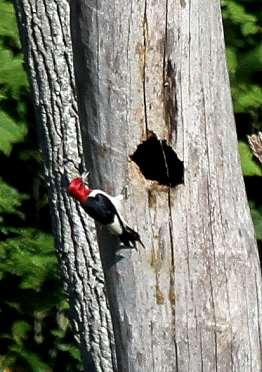 As with all woodpeckers, both parents feed their young.