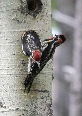 Red-naped Sapsucker A male sapsucker waits for his mate to relieve him