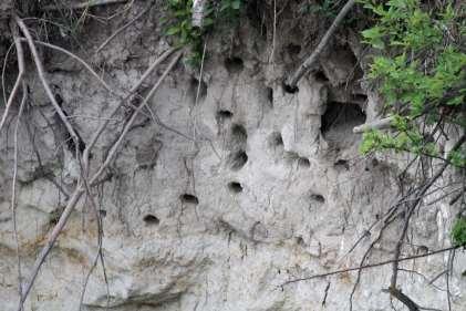 Bank Swallows The smallest species of swallow burrows into a bank.