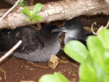Wedge-tailed Shearwater A mated pair of shearwaters sits at the