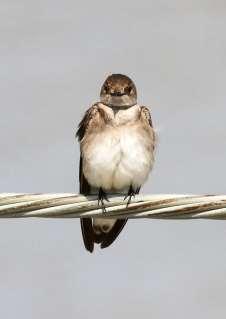 Northern Rough-winged Swallow This swallow may live in