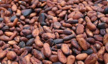 Cocoa beans are grown in Ghana because the climate is suitable.