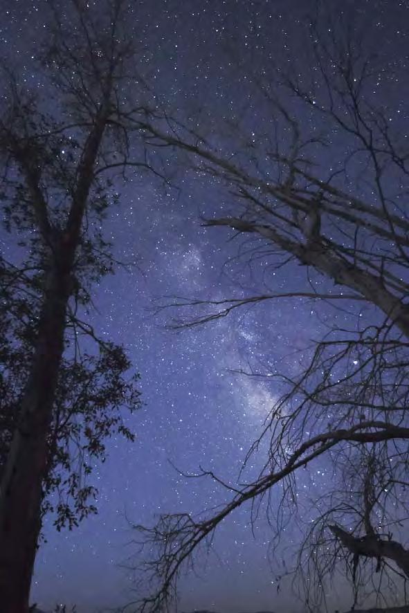 Milky Way Over Tree Silhouettes of trees with