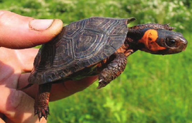 Bog Turtle Business Plan Executive Summary Conservation need: The Bog turtle is the smallest turtle in the United States and one of the smallest turtle species in the world.