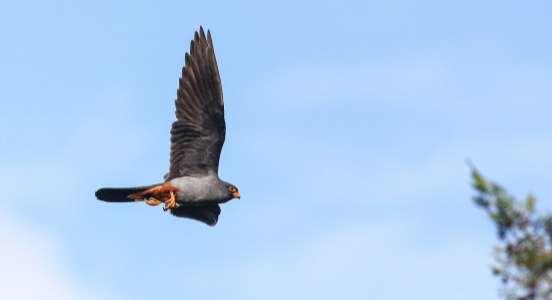 Red-footed Falcon, male
