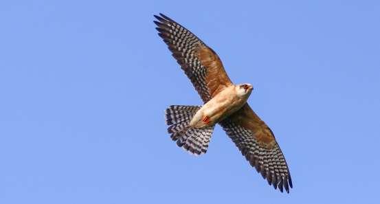 Ajder Red-footed Falcon,
