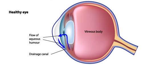 Anterior Chamber Iris Lens Aqueous humour maintains a constant healthy eye pressure - continually produces a small amount of aqueous humor while an equal amount of this fluid flows out of the eye.