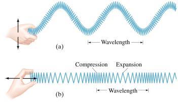11-8 Types of Waves and Their Speeds: Transverse and Longitudinal 11-8 Types of Waves and Their Speeds: Transverse and
