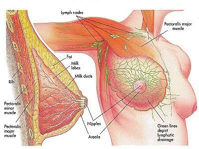 1.4 Breast anatomy A female breast is composed of glandular tissue, fat, ducts, lymph vessels, ligaments, fibrous connective tissue and lymph nodes. The composition of breast tissues vary among women.