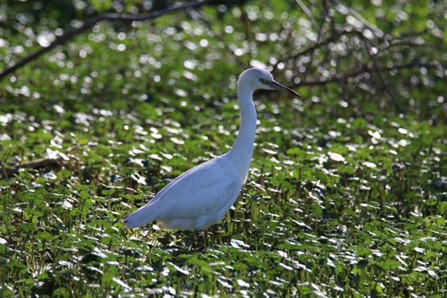 An immature Little Blue Heron Photo by Cathy Padgett After this first year time frame, they begin to develop an intermediate plumage of dappling white and slate blue.
