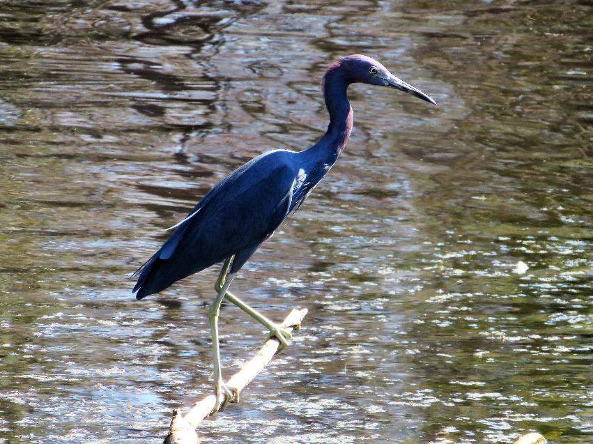 Fun Facts: 1. When the Little Blue Heron are not here, they are sometimes migrating north before they head back down for the winter. 2.