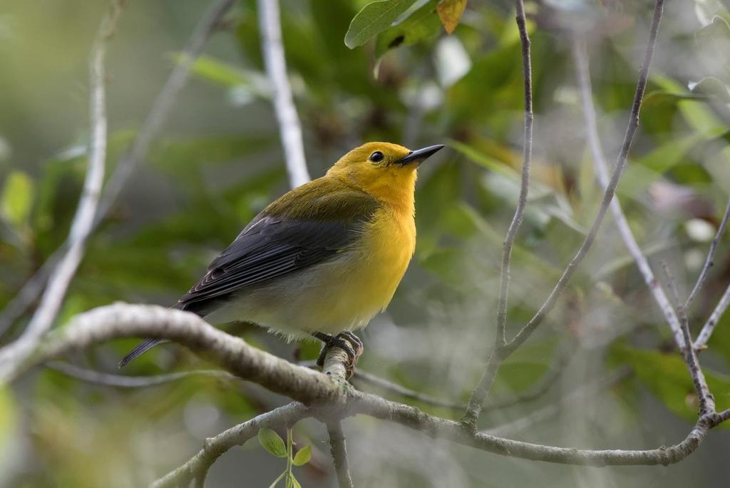 Prothonotary Warbler Photo by Guenter Weber A bobcat sitting in the brush caught the birdwatcher s eye as the cat turned its head, then in a flash, it was gone into the swamp near the cemetery.