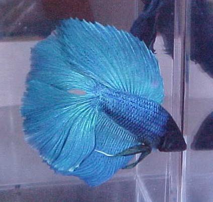 TYPE TURQUOISE Ideally, a darker shade of the color of the mineral Turquoise. This type of Betta has had a stormy past history because of its confusion with the Green type.