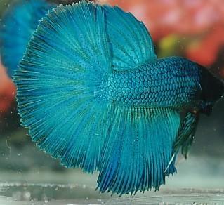 It should appear to be a single even overall shade, rather than a mixture of blues and greens. Dan Young Peter Goettner Color Faults for Turquoise Bettas 2.