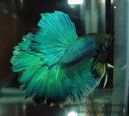 moved to dark-bodied metallic. Subtype--True Green This sub-classification contains those Green Bettas that have a true forest green or grass green and are given intentional preference when judging.