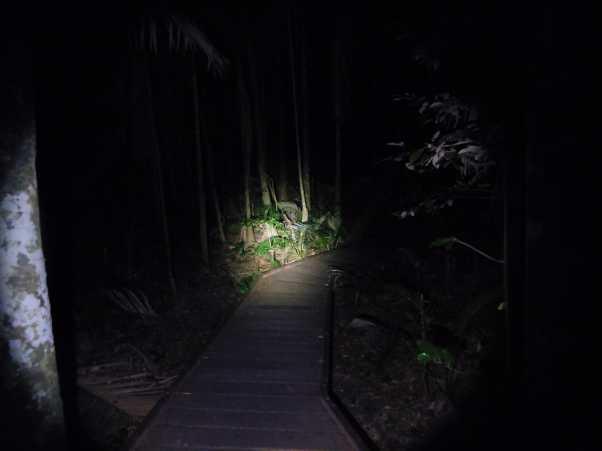 CAIRNS BOTANICAL GARDENS The rainforest boardwalk by night.