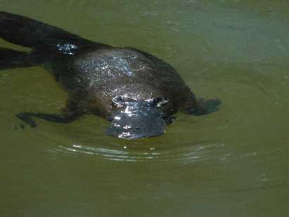 Peterson s Creek Walking Trail is well known for its Platypus. Trust me, it didn t disappoint.
