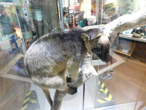 MALANDA FALLS CONSERVATION PARK A stuffed specimen of Malanda s specialty; the Lumholtz s Tree-kangaroo.